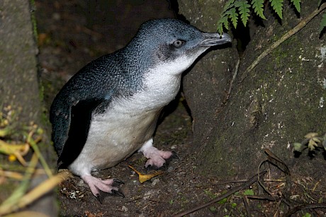Little Blue Penguin/Kororā