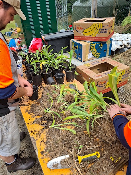 Many hands make light work potting up Renga Lillies at the Community Nursery