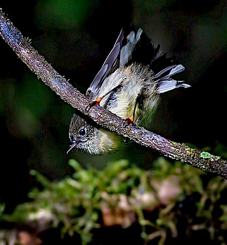 Tomtit by Silva Vaughn-Jones.