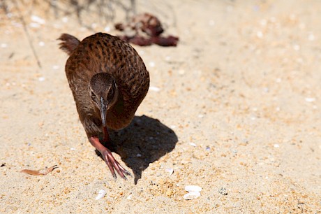 Stewart Island Weka by Karen Abplanalp