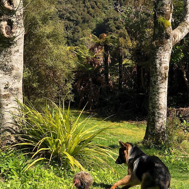 Carolyn and Richard Squires pup Fen demonstrates what happens when you get too close to the ‘robotic kiwi’